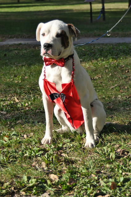 DogTux