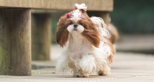 PuppyWalk